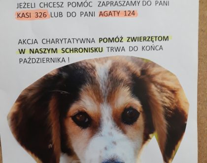 Schronisko w Zielonej Górze czeka na pomoc!!